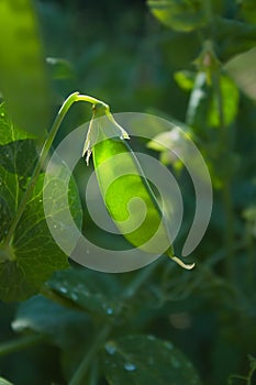 Pea growing in the garden