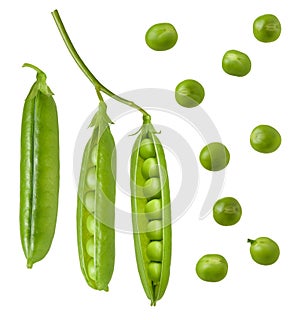 Pea isolated. Green fresh raw peas open pod with beans on stem isolated on white background