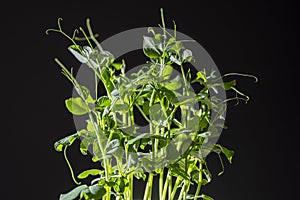 Pea microgreens on black background, close up. Sprouting microgreens