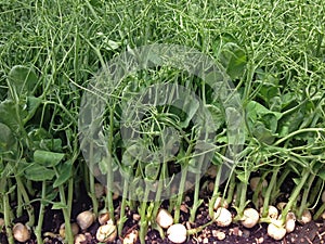 Pea microgreens growing with tendrils ready for cutting