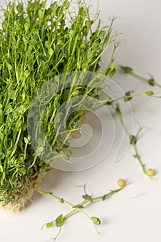 pea microgreens on a white background