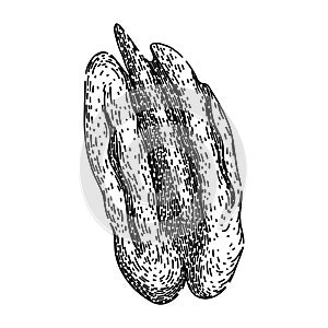 pea pecan nut sketch hand drawn vector