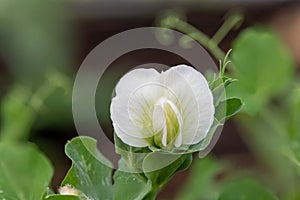 Pea pisum sativum flower