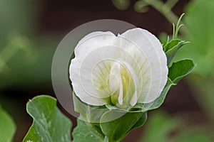 Pea pisum sativum flower