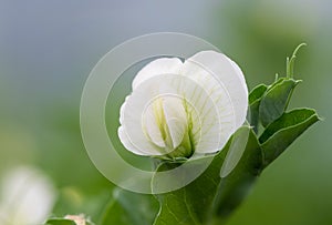 Pea pisum sativum flower