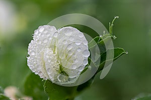 Pea pisum sativum flower