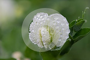 Pea pisum sativum flower