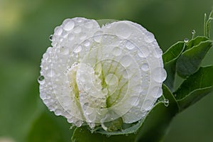 Pea pisum sativum flower