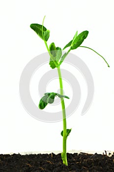 Pea plant