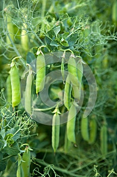 Pea Plant photo