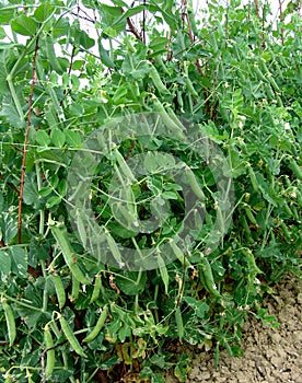 Pea plant