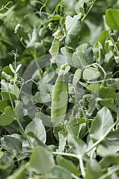 Pea plant closeup