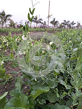 Pea plant with flowers and peas