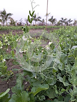 Pea plant with flowers and peas