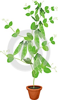 Pea plant with green fruits and leaves in flower pot isolated on white