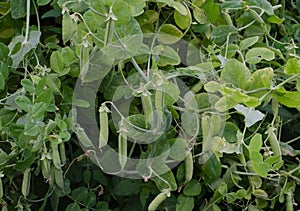 Pea plant with pea pods