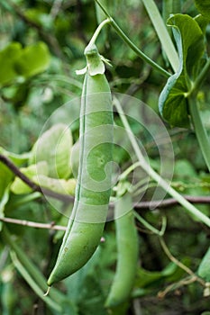 Pea plant. Pisum sativum