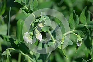 Pea plant (Pisum sativum)