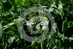 Pea plant - Pisum sativum - Legume