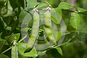 Pea plant with pods