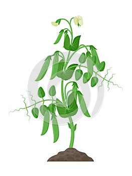 Pea plant with ripe pea pods and flowers growing in the ground vector illustration isolated on white background.