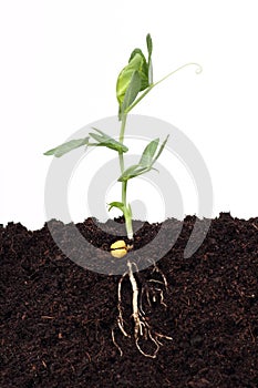 Pea plant in soil, green plant, seed and roots