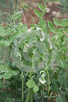 Pea plant with white flowers and green pods growing in garden
