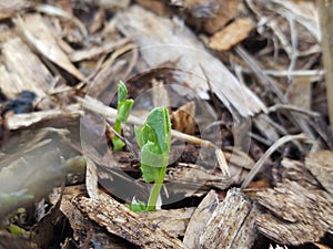 Pea plants sprouting from woodchip