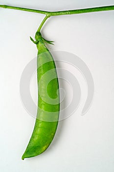 Pea pod photo