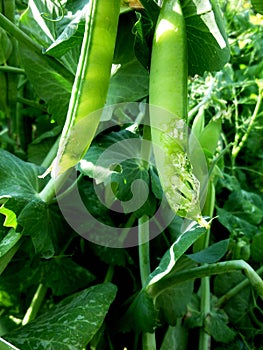 Pea pod damge by birds. Pea leaves and pods photo