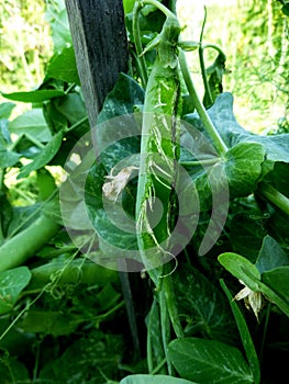 Pea pod damge by birds. Pea leaves and pods photo