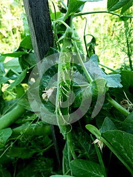 Pea pod damge by birds. Pea leaves and pods photo