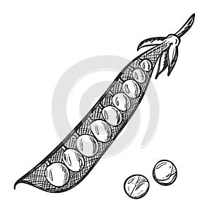 Pea pod. Doodle style. Sketch of a legume plant. An open pod with peas inside. Hand-drawn, isolated on a white background. Black