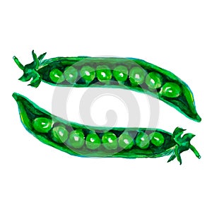 Pea pod. Hand drawn watercolor painting on white background