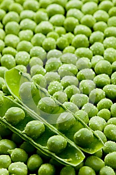 pea pod with peas