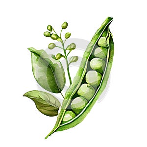 Pea pod. Watercolor painting isolated on white background