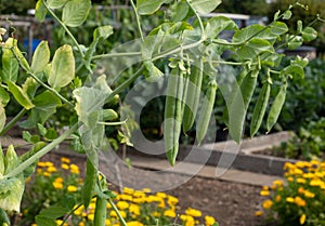 Pea pods growing in vegetable garden,  growing on well-kept allotment