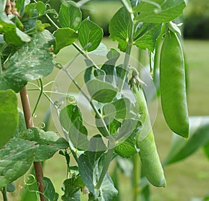 Pea Pods growing on vine