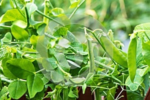 Pea pods hanging on the plant in the garden, legume