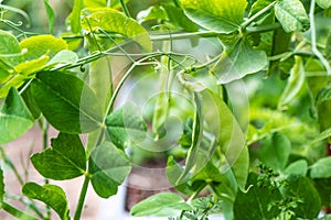 Pea pods hanging on the plant in the garden, legume