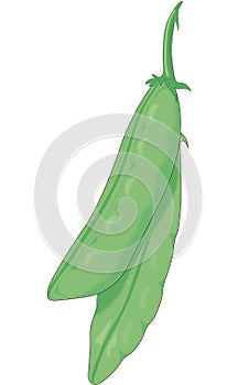Pea Pods Vector Illustration