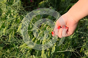 Pea pods in a woman`s hand. Green peas in the field. Pods of green peas photo