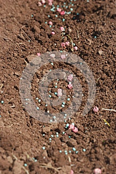 Pea seed and fertilizer