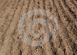 Pea seed and fertilizer