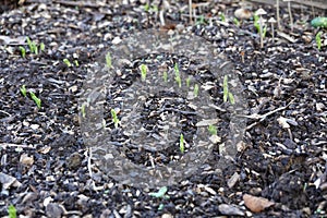 pea seeds germinating in fertile soil. pea cultivation in vegetable garden sprouting