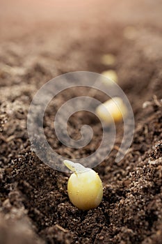 Pea seeds in the soil, macro photo.