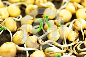 Pea seeds sprouted for food with small roots and rudiments of leaves in tray. Close up