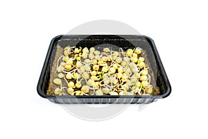 Pea seeds sprouted for food with small roots and rudiments of leaves in tray on white background photo