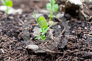 A pea shoot growing out of compost soil in a home garden, in springtime season. Used as a microgreen or grown for pods