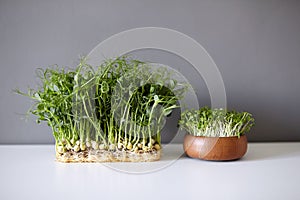 Pea shoots and arugula shoots in wooden bowl, microgreen sprouts on white table on gray wall background